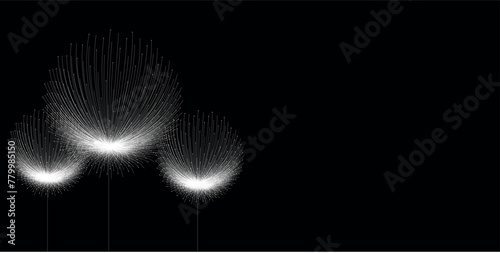 Three white dandelions on an isolated black background. Vector graphics. Banner