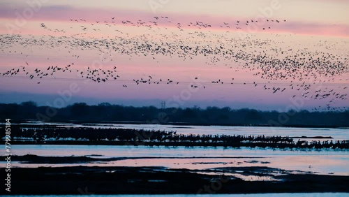 Sandhill Crane takeoff in mass from Platt River in Nebraska at dawn.