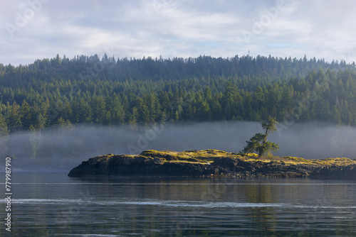 Morning fog on a lake with lone tree