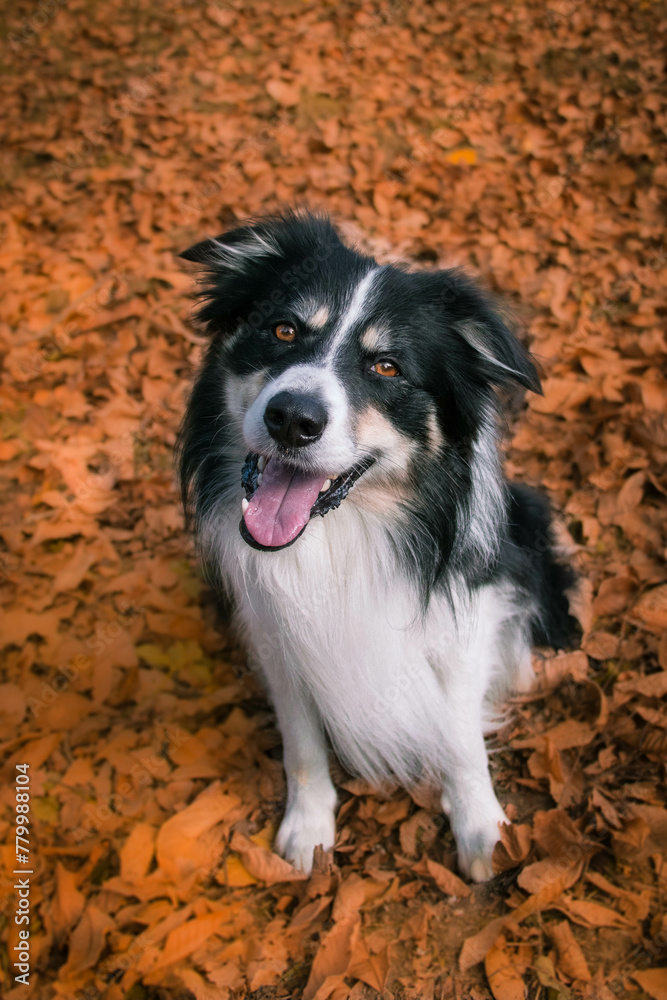 Autumn portrait of border collie in leaves. He is so cute in the leaves. He has so lovely face.
Autumn portrait of border collie in leaves. He is so cute in the leaves. He has so lovely face.