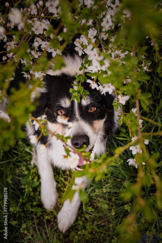 Spring photo of border collie, who is laying in nature. Flowering trees in the Prague
