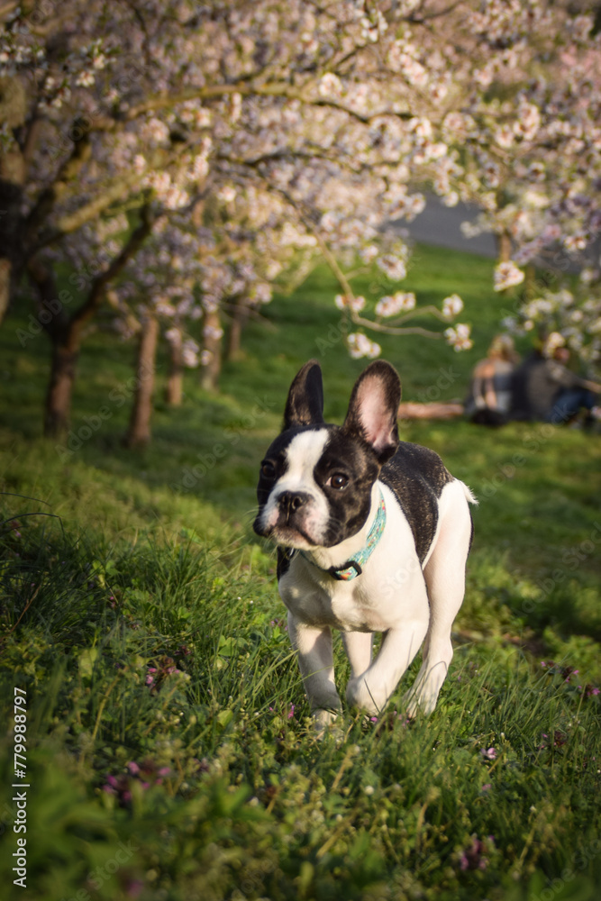 Spring photo of french bulldog, who is running to us. Flowering trees in the Prague.