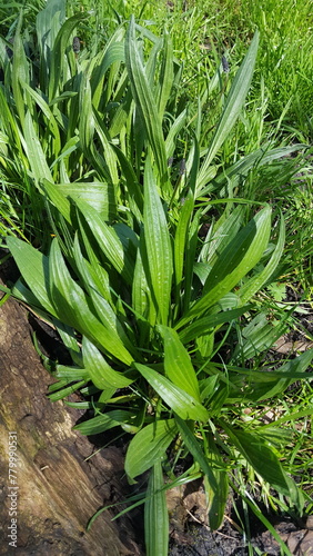 Heilpflanze Spitzwegerich Plantago Lanceolate  photo