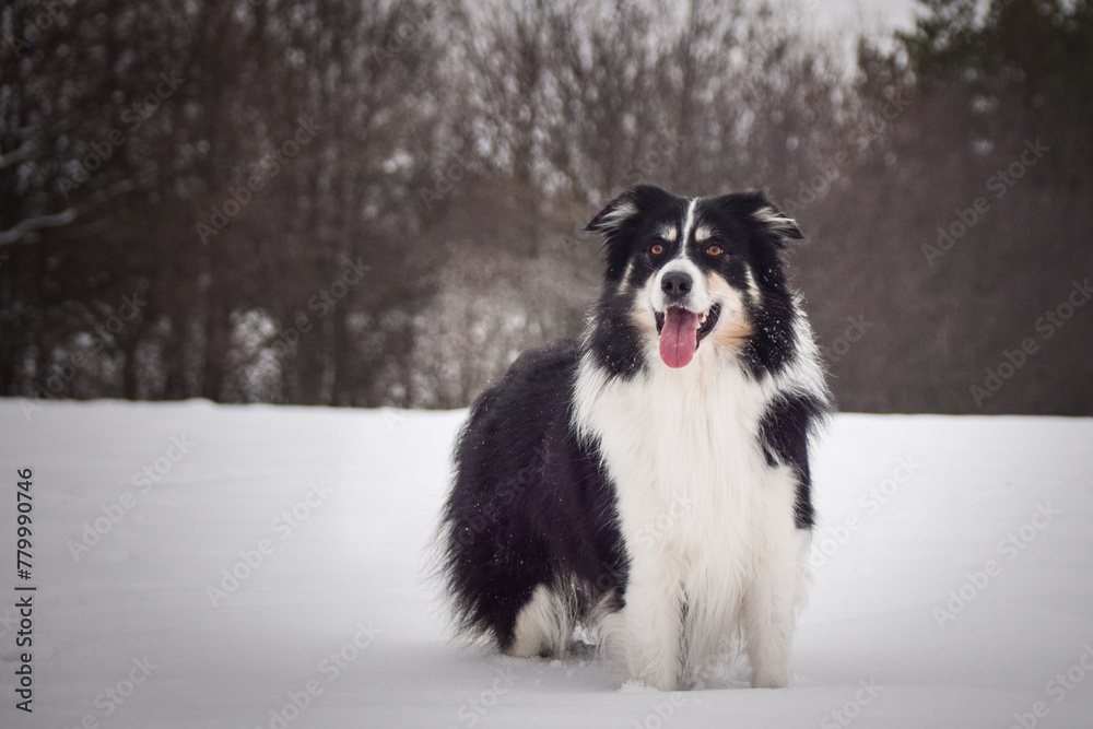 Border collie is standing in the snow. Winter fun in the snow.