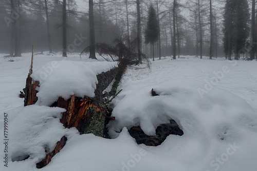 Larix, larice or larch, a large tree fallen after a snow storm and half buried by snow in the Alto de Barazar, Bizkaia photo