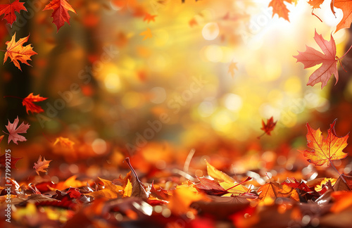 An autumn background with colorful leaves and sunlight in a forest  a nature scene of the fall season  autumn leaves