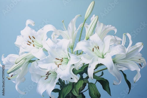 White lilies, delicate and elegant, in a soft blue light.

