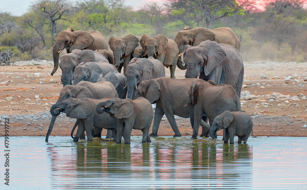 A group of elephant families go to the water's edge for a drink - African elephants standing near lake in Etosha National Park, Namibia - obrazy, fototapety, plakaty 