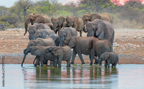 A group of elephant families go to the water's edge for a drink - African elephants standing near lake in Etosha National Park, Namibia © muratart