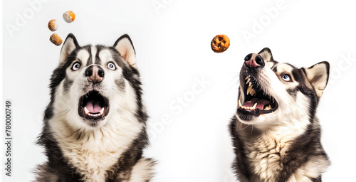 husky making a funny face while catching a treat mid-air on white isolate background.