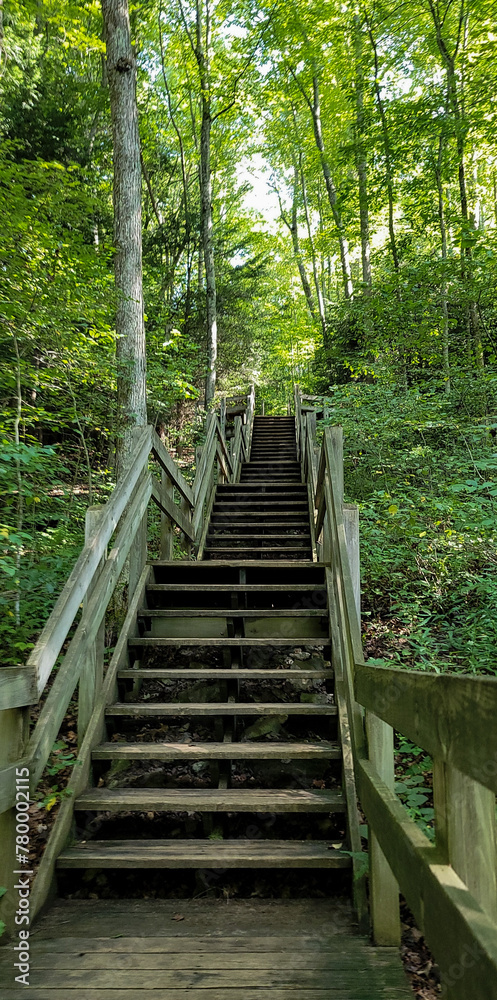 wooden stairs in the forest