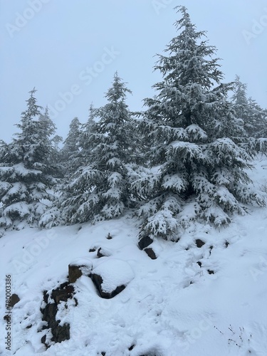 snow covered trees