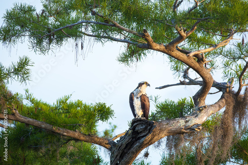 Osprey in a tree at Blue Cypress Lake, vero Beach, Florida.