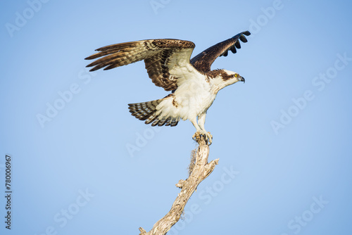 Osprey taking off in flight in Blue Cypress Lake, Vero Beach, Florida.