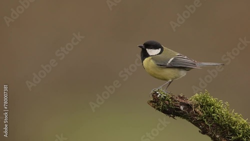 Great tit on a branch and flies away