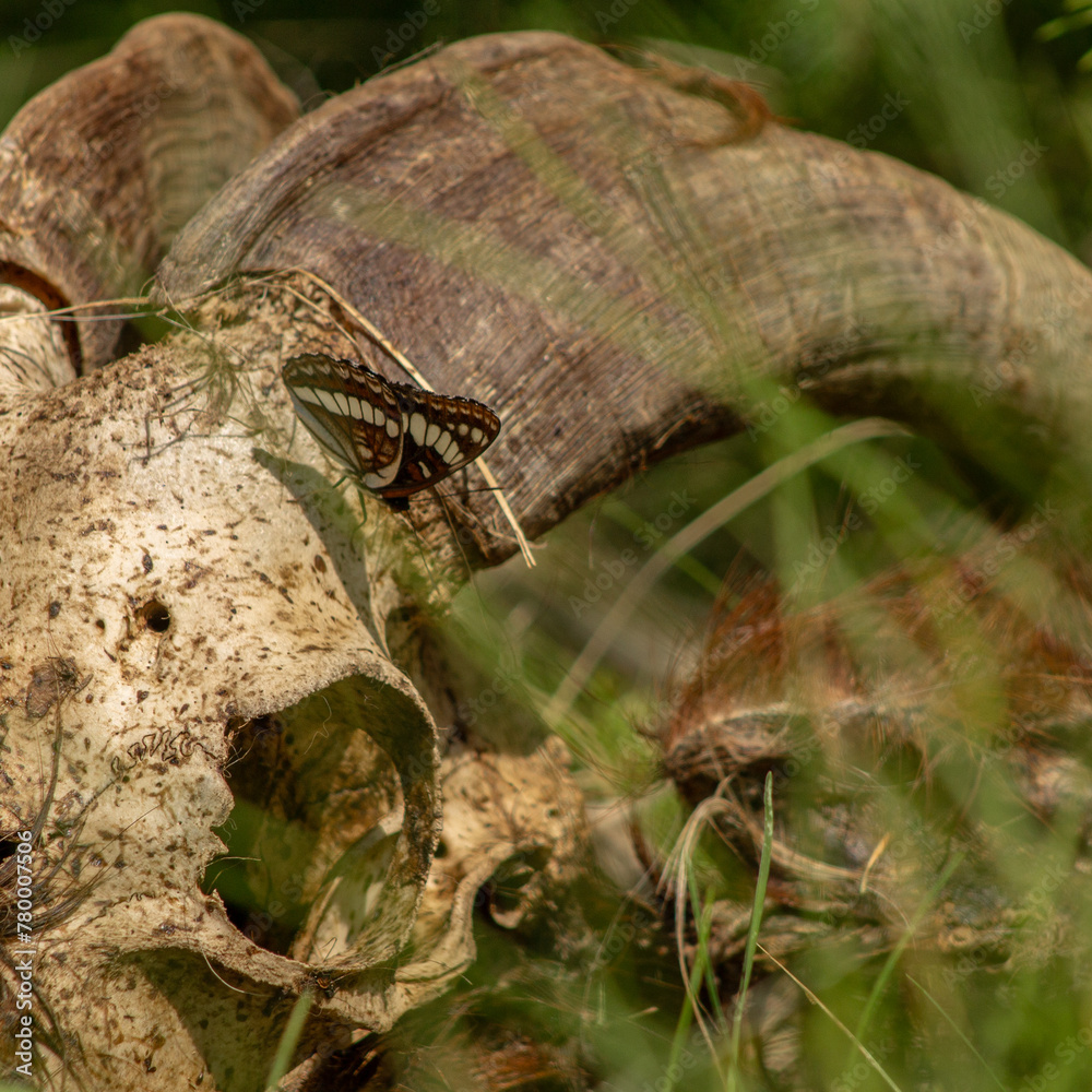 Lorquin's Admiral (Limenitis lorquini) Perched and Feeding on A Goat Skull in the Long Green Grass with Space Room for Text Lorquin's Admiral (Limenitis lorquini) Perched and Feeding on A Goat Skull in the Long Green Grass with Space Room for Text