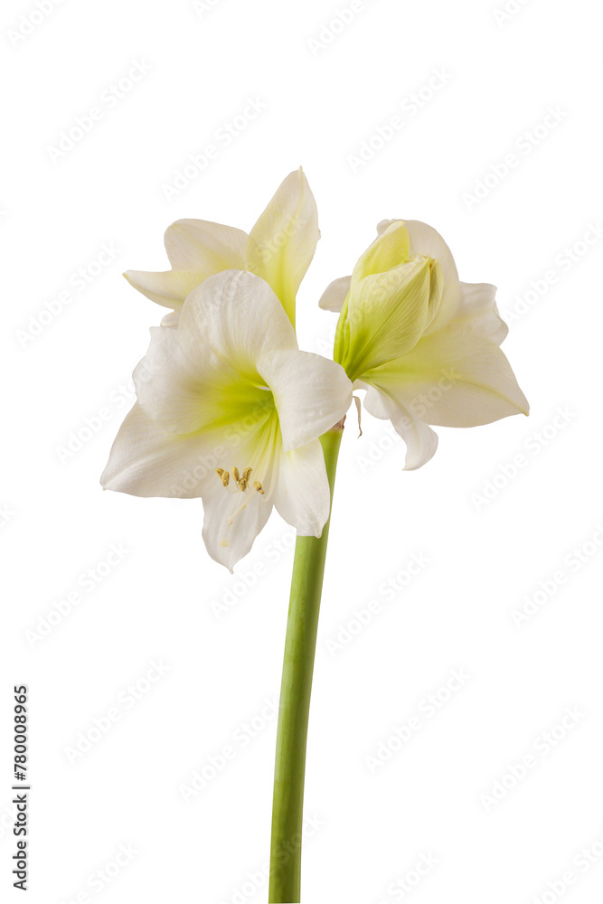 Naklejka premium Hippeastrum (amaryllis) Smallflowering White