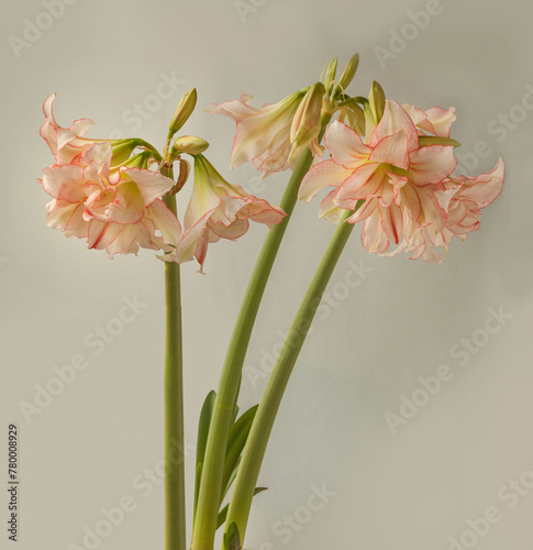 Amaryllis (Hippeastrum)   