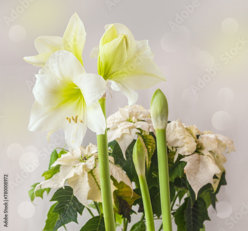 Hippeastrum (amaryllis) Smallflowering White and Poinsettia with white leaves on a gray background photo