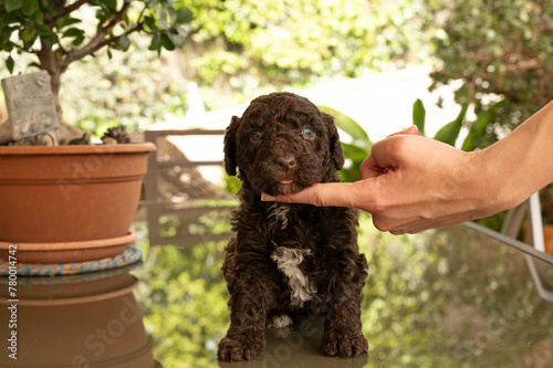 perro de aguas español de excelente pediri