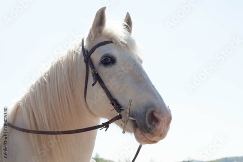 Pferd mit Trense - Zaumzeug mit Gebiss Schenkeltrense, Knebeltrense