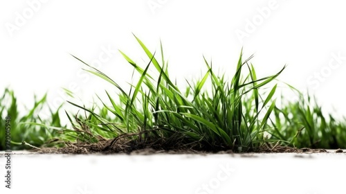 Fresh Spring Green Grass Isolated on White Background.