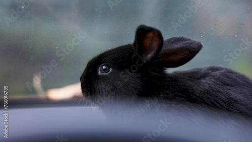 black cute rabbit in summer bag, in car under window or in kid baby boy hands arms. park or garden environment.easter spring is coming, adorable domestic animal pet photo