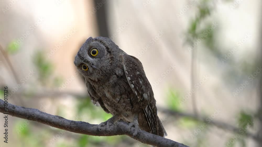 Eurasian Scops Owl on a branch in nature Eurasian Scops Owl on a branch in nature