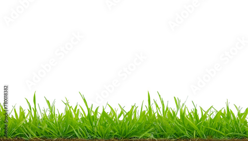 Grass Soil Patch Crop Weed Plant