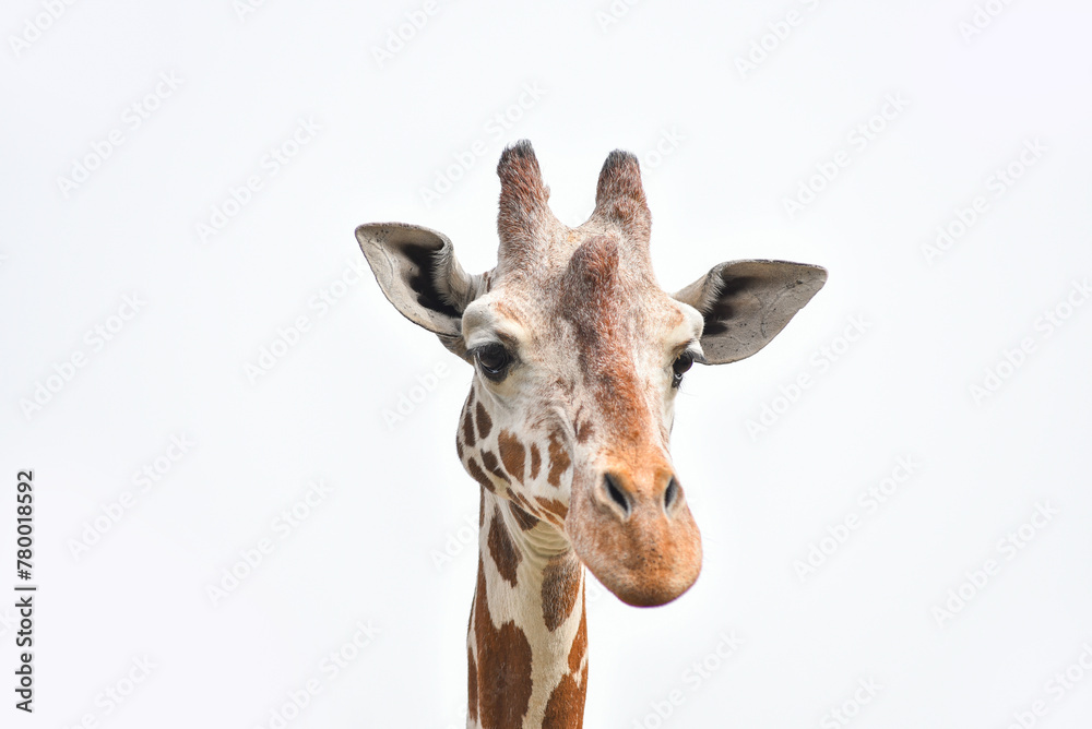 Animal photography, portrait of a giraffe on a light background.