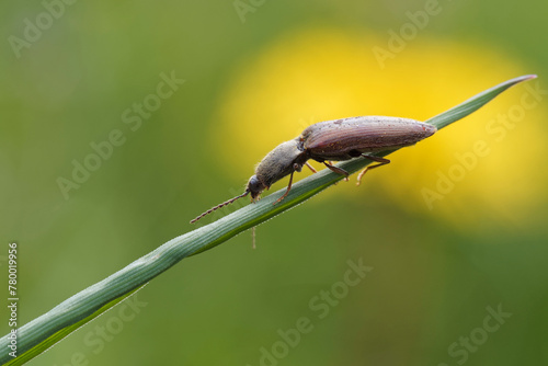 Click beetle resting on a blade of grass.