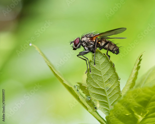 A fly resting on a blade on a leaf.