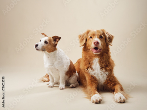 Two poised dogs, a Jack Russell and a Nova Scotia Duck Tolling Retriever, a studio shot on a beige backdrop © annaav