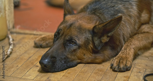 German Shepherd dog with sad eyes is lying on the floor at home, blinking and getting ready for sleep. A lonely dog, missing its owner
