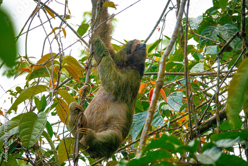 Sloth of Costa Rica © Jason