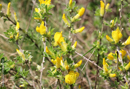 Chamaecytisus blooms in the wild photo