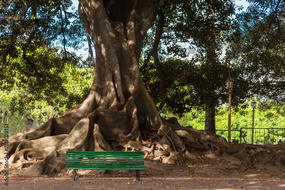 Seat under an ancient tree in Buenos Aires, Argentina Seat under an ancient tree in Buenos Aires, Argentina