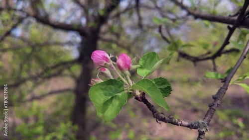 Apple flower buds, close up. Spring season background. 
