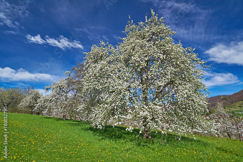 Blühender Frühlingsbaum auf der Schwäbischen Alb