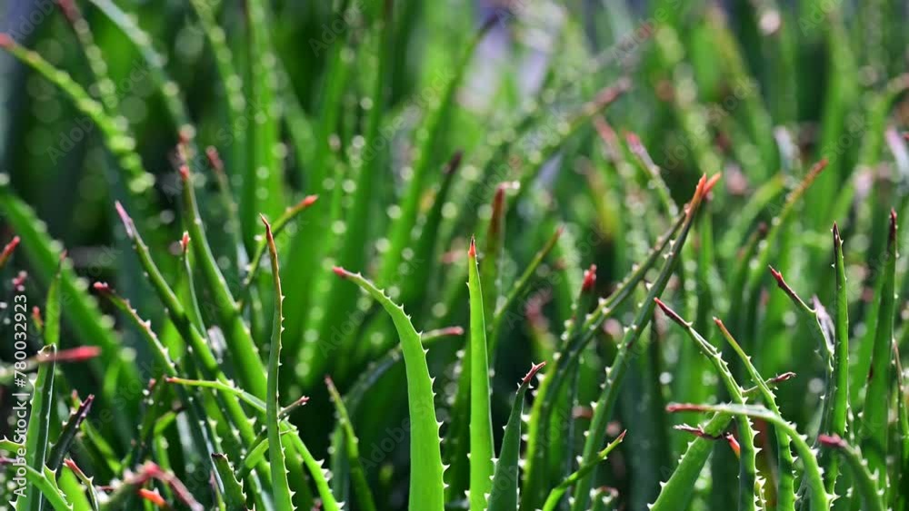 Close up of green leaves, aloe vera. Aloe vera is a very useful herbal medicine for skin care and hair care that can be used as treatment. 