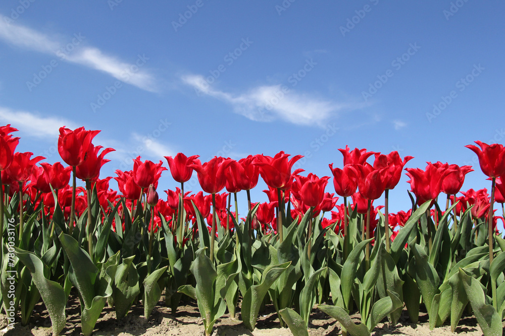 a row beautiful beautiful red tulips closeup and a blue sky a row beautiful beautiful red tulips closeup and a blue sky