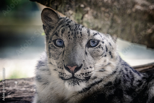Snow leopard: A magnificent big cat in Central Asia