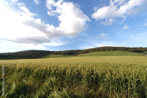 there is a grass field next to some trees and mountains