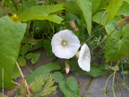 Calystegia sepium, commonly known as hedge bindweed or morning glory, is a perennial flowering vine native to Europe and Asia, but also found in North America and other regions around the world. 