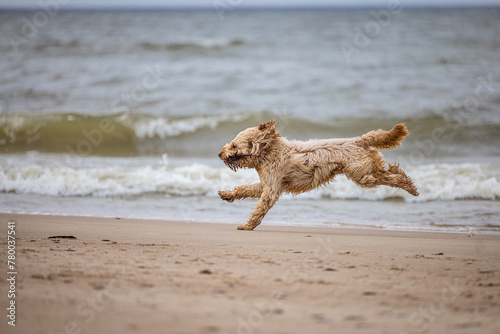 Curly-Coated Dog Enjoying a Playful Run on Sandy Beach