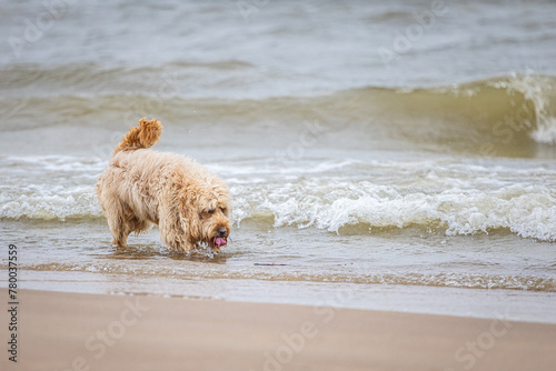  Dog Enjoying Refreshing Seawater Drink © Aldas
