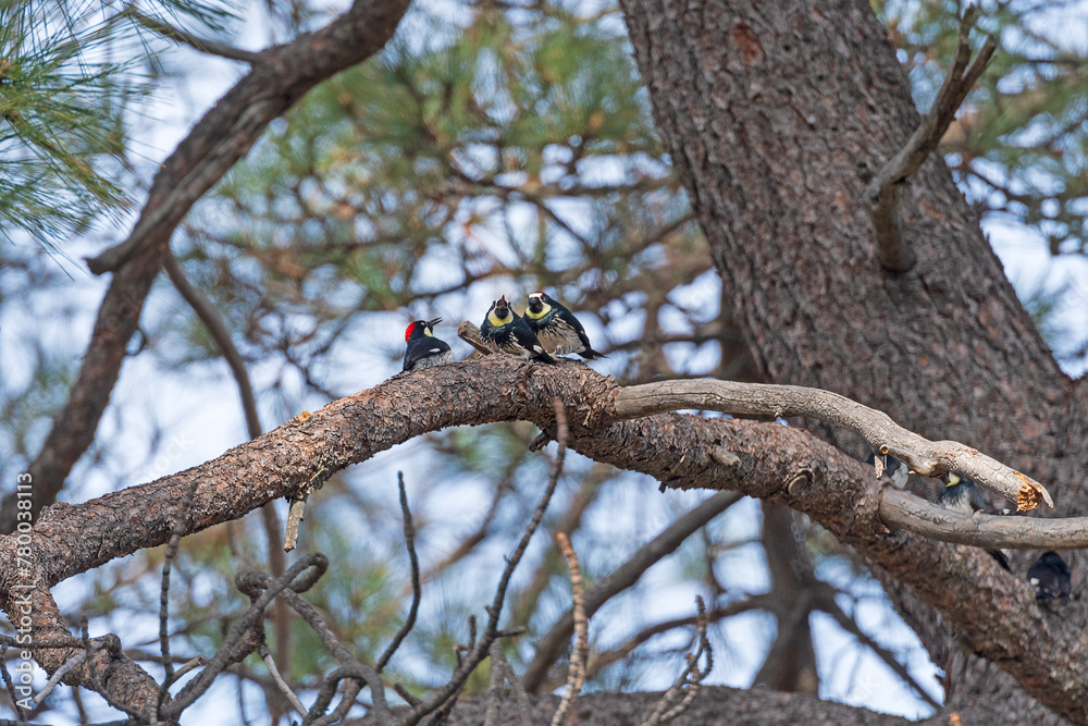 Acorn Woodpeckers in a Oak Tree Acorn Woodpeckers in a Oak Tree