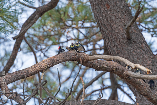 Acorn Woodpeckers in a Oak Tree