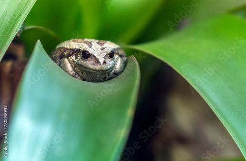 Amazon milk frog (Trachycephalus resinifictrix), Yasuni national park, Amazon rainforest, Ecuador.