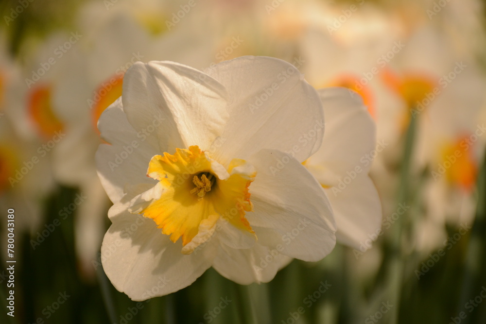 Very beautiful white daffodils with a yellow center in a flowerbed in spring Very beautiful white daffodils with a yellow center in a flowerbed in spring